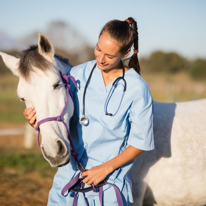 Veterinaire geneeskunde